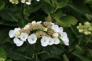 Hydrangea