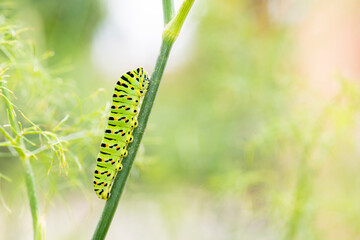 Macro of a bright green caterpillar with black stripes and orange spots on a branch of fennel