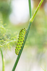 Macro of a bright green caterpillar with black stripes and orange spots on a branch of fennel