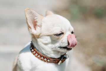 red and white chihuahua sitting and licking his nose on stone stairs in park in sunny summer day, close-up view of muzzle, dwarf dog breed, dogwalking concept, vertical photo