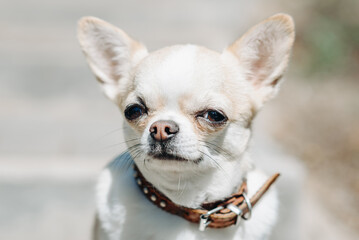 red and white chihuahua sitting on stone stairs in park in sunny summer day, close-up view of muzzle, dwarf dog breed, dogwalking concept