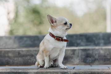 red and white chihuahua sitting on stone stairs in park in sunny summer day, dwarf dog breed, dogwalking concept