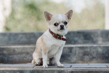 red and white chihuahua sitting on stone stairs in park in sunny summer day, dwarf dog breed, dogwalking concept