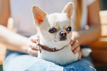 red and white chihuahua sitting on owner knees on wooden bench in park in sunny summer day, dwarf dog breed, dogwalking concept