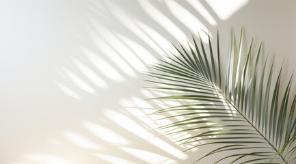 Obraz premium Minimalist white background with tropical palm leaves and shadow on the wall for product photography with minimalist design and tropical mood