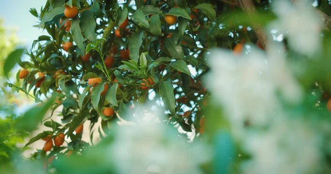 Oranges or kumquats hanging on a tree with green leaves in Capri, Italy. Vibrant summer vegetation with blurred foreground.