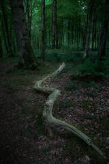 path in the forest. Fallen birch tree lying across a halcyon wood. 
