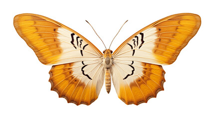 butterfly isolated on white