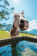 Fototapete bei efototapeten.de bestellen   