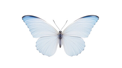 Obraz premium butterfly isolated on white