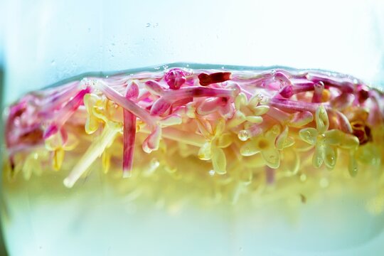 白バックに発酵し下からピンクから白に退色し始めた姫ライラックの天然の花酵母液のアップ