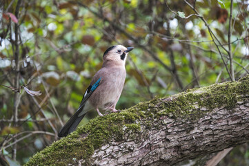 A charming jay is sitting on a branch and posing for the camera. A bird of the genus of jays of the Vranov family of the order sparrow-like