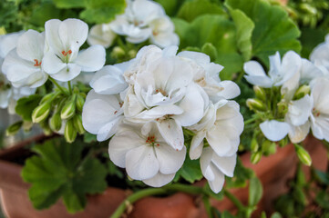 white geranium flowers close up view