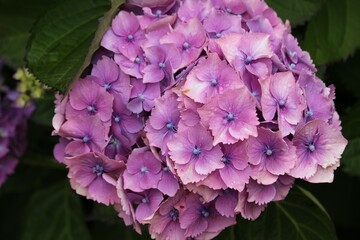 Hydrangea