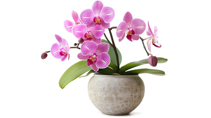 Naklejka premium Beautiful pink orchid in a flowerpot isolated on a transparent background