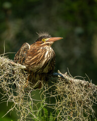 Fledgling Green Heron sitting on a tree branch