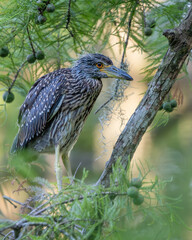 Fledgling yellow-crowned night heron perched on a tree branch