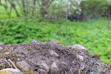 field with green moss on rocks