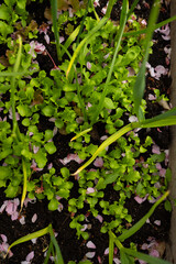 Pink cherry blossom petals in sallad leaves.