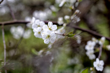 
White blossom of cherry tree branch in spring