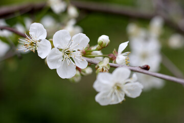 Obraz premium White blossom of cherry tree branch in spring