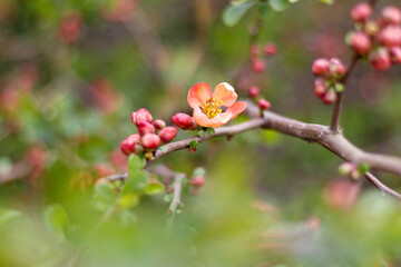 Apple branch with red apple blossom