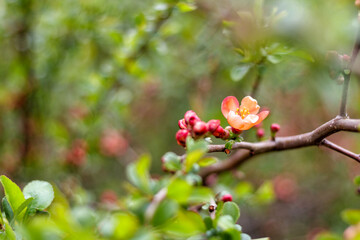 Apple branch with red apple blossom