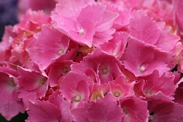 Hydrangea
