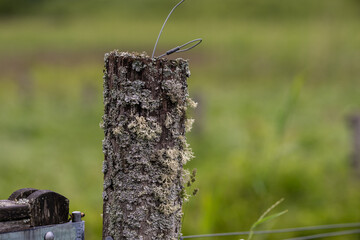 Parmelia saxatilis lichen on an old wooden pole.