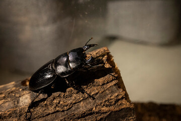 木に登るクワガタ