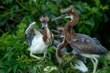 Fledgling Tricolored Herons with Parent