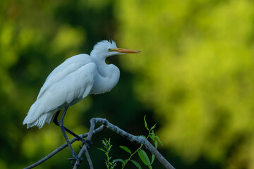 Juvenile great egret