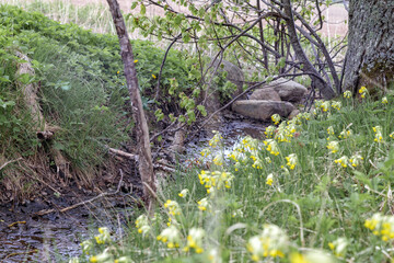 
a field of yellow medicinal flowers at the edge of a ditch