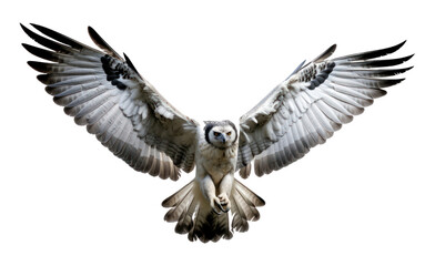 PNG Harpy eagle flying animal bird.