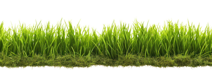 Obraz premium PNG Realistic seamless grass border plant lawn white background.