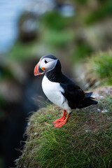 Stunning view of a cute puffin, a sharply dressed black-and-white seabird with a huge, multicolored bill, the Atlantic Puffin is often called the clown of the sea. Borgarfjörður, Iceland.