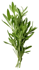 Fototapeta premium PNG Tarragon vegetable plant herbs.