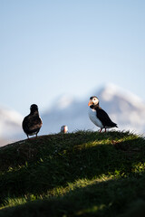 Stunning view of a cute puffin, a sharply dressed black-and-white seabird with a huge, multicolored bill, the Atlantic Puffin is often called the clown of the sea. Borgarfjörður, Iceland.