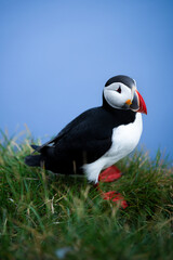 Stunning view of a cute puffin, a sharply dressed black-and-white seabird with a huge, multicolored bill, the Atlantic Puffin is often called the clown of the sea. Borgarfjörður, Iceland.