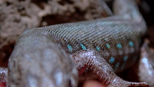 A lizard native to the Canary Islands, breathing heavily and biting fruit. Volcanic landscape. Rack focus from torax to eyes. Extreme close up.
