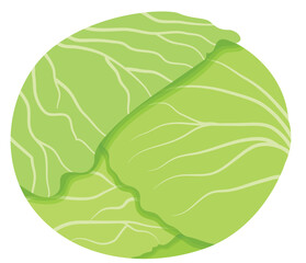 Single Fresh Cabbage Vector Illustration