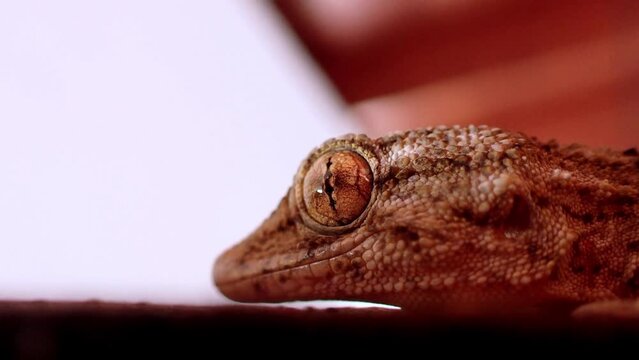 Wild Gecko rides a window into the sunset and you can almost hear the weee. Natural insecticidal insect eaters suffer the impact of insecticides and pesticides.