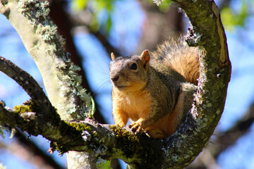 Squirrel Tree Branch 03