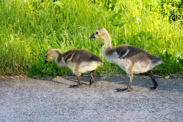 Canada Gosling Pair 05
