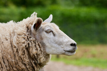 Close up head shot of white sheep