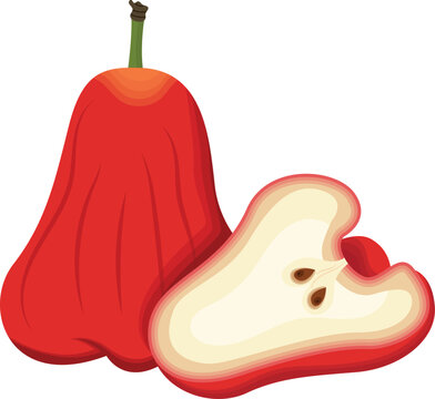 Rose Apple Fruits Vector Illustration