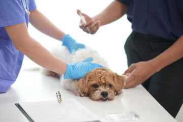 A sad little puppy had his annual checkup at the veterinarian's clinic. Veterinarian bandages the paws of a Shih Tzu dog.