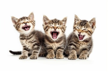 Three adorable kittens laughing with eyes closed on a white background, capturing their joyful and playful spirits