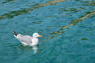 Seagull swimming on the bright turquoise colored sea.