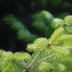 Abies nordmanniana